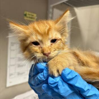 Weasley -  Domestic Short Hair Cat for Adoption in Yuma, Arizona - Weasley | PetCurious