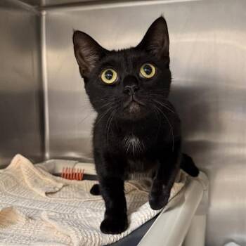 MIDNIGHT -  Domestic Short Hair Cat for Adoption in Las Vegas, Nevada - MIDNIGHT | PetCurious
