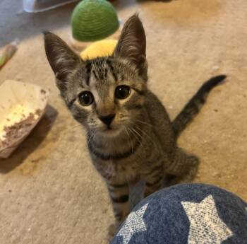 Willow -  Tabby Cat for Adoption in Lambertville, New Jersey - Willow | PetCurious