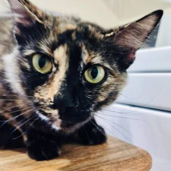 Eeve -  American Shorthair Cat for Adoption in Bertram, Texas - Eeve | PetCurious