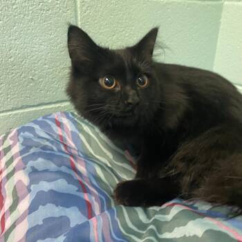Chill -  Domestic Long Hair Cat for Adoption in Spruce Pine, North Carolina - Chill | PetCurious