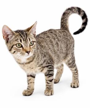 Baby is a TOTAL doll LOVES cuddles OMG VIDEO -  Bengal and Tabby Cat for Adoption in Bedford Hills, New York - Baby Is A TOTAL Doll LOVES Cuddles OMG VIDEO | PetCurious