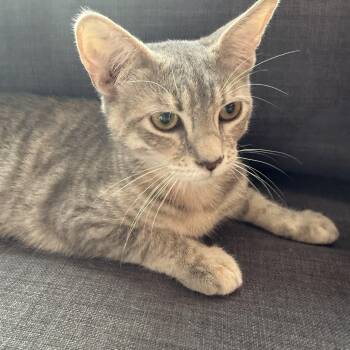 Paris -  Domestic Short Hair Cat for Adoption in Berkeley Heights, New Jersey - Paris | PetCurious