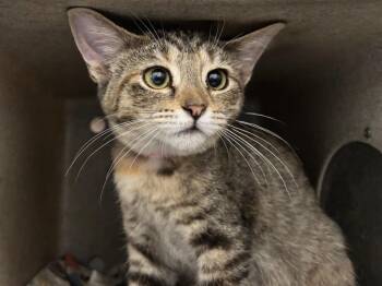 Ireland -  Domestic Short Hair and Affenpinscher Cat for Adoption in Powell, Ohio - Ireland | PetCurious