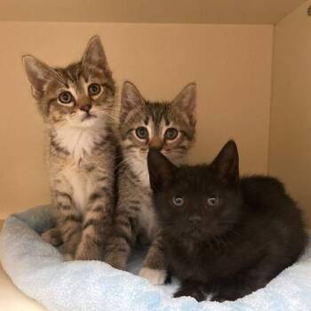 Domestic Short Hair Cats Available for Adoption in Dayton, Ohio - Little Osha | PetCurious