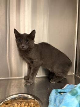 LARGO -  Domestic Short Hair Cat for Adoption in Indianapolis, Indiana - LARGO | PetCurious