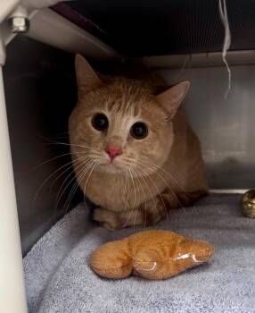 Domestic Short Hair Cats Available for Adoption - Berlioz | PetCurious