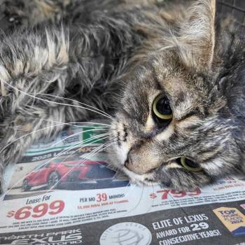 Domestic Medium Hair Cats Available for Adoption in San Antonio, Texas - LANDIE | PetCurious