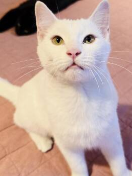 Rescue Turkish Angora and Domestic Short Hair Cats for Adoption in Chicago, Illinois - Echo | PetCurious