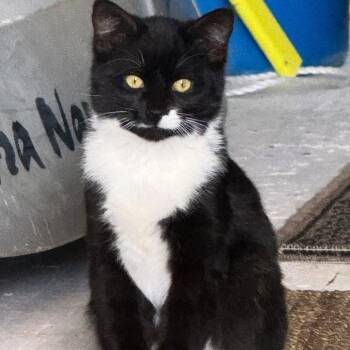 Domestic Short Hair Cats Available for Adoption - Kitt | PetCurious