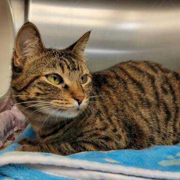 Ziggy -  Domestic Short Hair Cat Available for Adoption in Columbia, Missouri - Ziggy | PetCurious