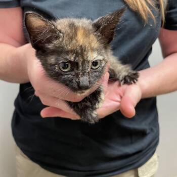 Peacock -  Domestic Short Hair Cat for Adoption in Chattanooga, Tennessee - Peacock | PetCurious