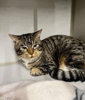 Domestic Short Hair Cats Available for Adoption - Izumi | PetCurious
