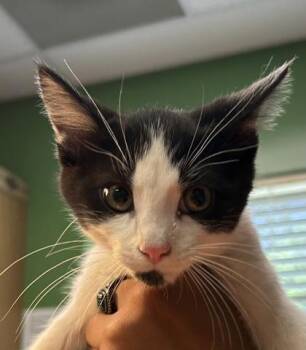 Scotty -  Domestic Short Hair Cat for Adoption in Kansas City, Missouri - Scotty | PetCurious