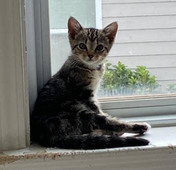 Xerra -  Domestic Short Hair Cat for Adoption in Cumming, Georgia - Xerra | PetCurious