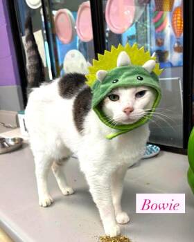 BOWIE -  Domestic Short Hair Cat for Adoption in Pegram, Tennessee - BOWIE | PetCurious