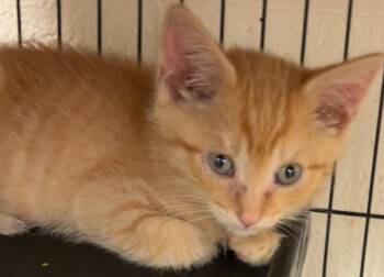 TOFU -  Domestic Short Hair Cat for Adoption in Elizabethton, Tennessee - TOFU | PetCurious