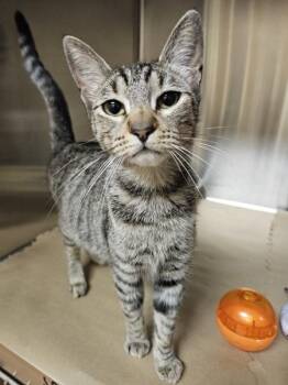 Domestic Short Hair Cats Available for Adoption in Kennewick, Washington - Sameera | PetCurious