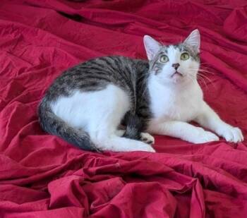 Rescue Domestic Short Hair Cats for Adoption in La Harpe, Kansas - Schrader | PetCurious