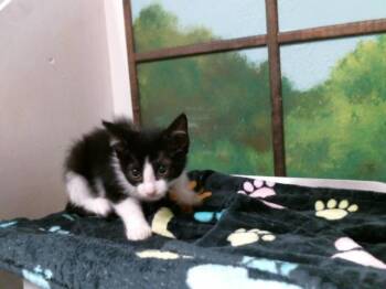 Domestic Short Hair Cats Available for Adoption in Houston, Texas - CHEPITO | PetCurious