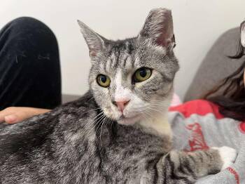 Rescue Domestic Short Hair Cats for Adoption in Laurel, Maryland - Biscuit | PetCurious