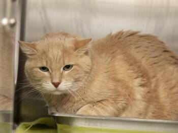 RUSTY -  Domestic Short Hair Cat for Adoption in Phoenix, Arizona - RUSTY | PetCurious