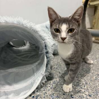 Stryker -  American Shorthair Cat for Adoption in Bethel, Connecticut - Stryker | PetCurious