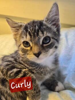 Curly -  Domestic Short Hair Cat for Adoption in Montclair, New Jersey - Curly | PetCurious