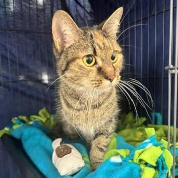 Jayla C11376 -  Domestic Short Hair Cat for Adoption - Jayla C11376 | PetCurious