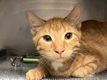 Rescue Domestic Short Hair Cats for Adoption in Tulsa, Oklahoma - JUNJUN | PetCurious