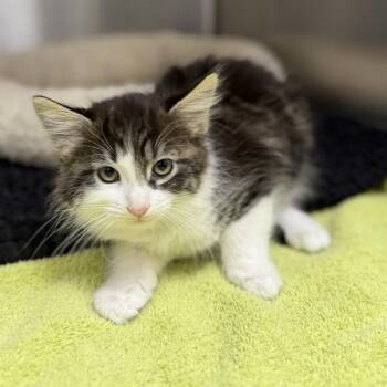 Domestic Long Hair and Domestic Short Hair Cats Available for Adoption in Bullhead City, Arizona - Mako | PetCurious