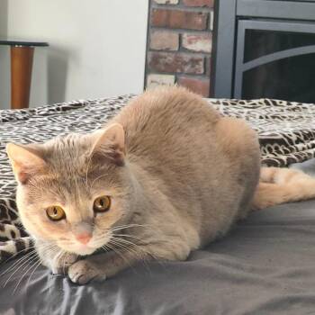 Razzmatazz -  Domestic Short Hair Cat Available for Adoption in Wakefield, Massachusetts - Razzmatazz | PetCurious