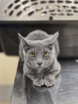 Domestic Short Hair Cats Available for Adoption in Aliquippa, Pennsylvania - MANATEE | PetCurious