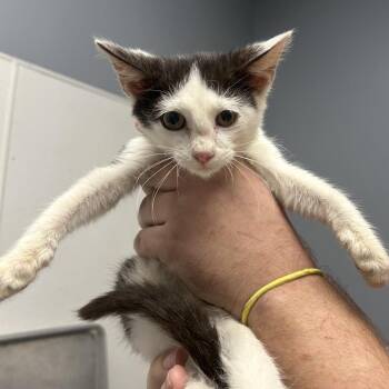 Frank -  Domestic Short Hair Cat for Adoption in Birmingham, Alabama - Frank | PetCurious