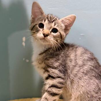 Omnom -  Domestic Short Hair Cat for Adoption in Evansville, Indiana - Omnom | PetCurious