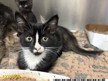 ELOISE -  Domestic Short Hair Cat for Adoption in West Palm Beach, Florida - ELOISE | PetCurious