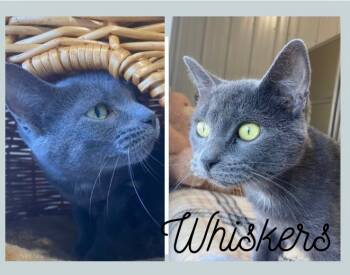 Rescue Domestic Short Hair Cats for Adoption in Pierceton, Indiana - Whiskers | PetCurious