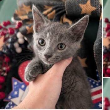 Slater -  Russian Blue Cat for Adoption in Gun Barrel City, Texas - Slater | PetCurious
