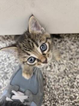Willow -  Domestic Short Hair Cat for Adoption in Westland, Michigan - Willow | PetCurious