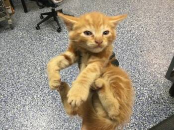 Domestic Medium Hair Cats Available for Adoption in Thousand Palms, California - A1911147 | PetCurious