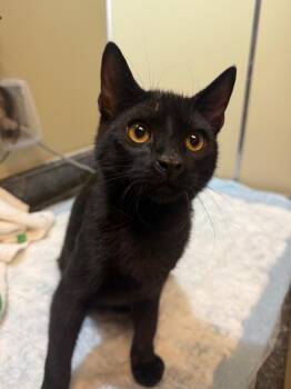 Mikey -  Domestic Short Hair Cat for Adoption in Pottsville, Pennsylvania - Mikey | PetCurious