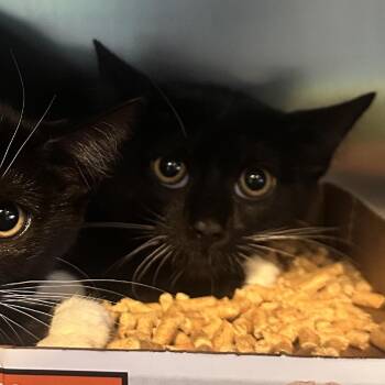 Somber -  Domestic Short Hair Cat for Adoption in Rocky Mount, Virginia - Somber | PetCurious