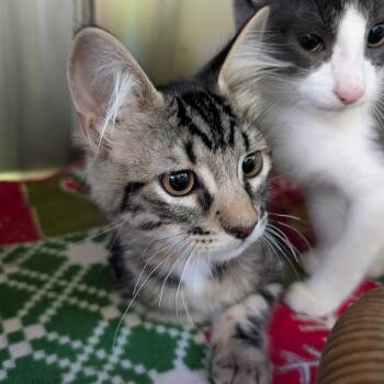 Freddy -  Domestic Short Hair Cat for Adoption in Emporia, Kansas - Freddy | PetCurious