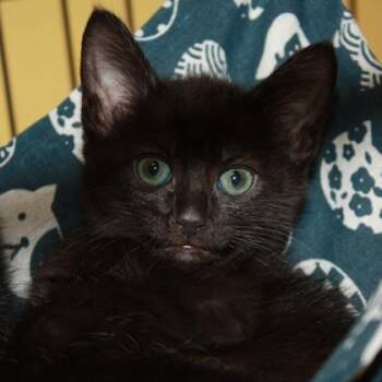 Domestic Medium Hair Cats Available for Adoption in Richmond, Virginia - Jhenya | PetCurious