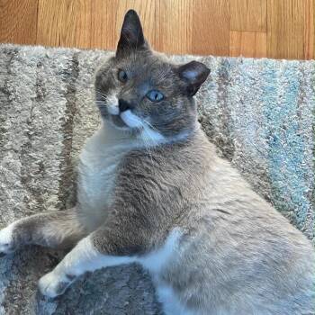 Ozzy Man 55964 FIV+ -  Domestic Short Hair Cat for Adoption in Eaton Rapids, Michigan - Ozzy Man 55964 FIV+ | PetCurious