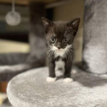 Abu -  Domestic Short Hair Cat for Adoption in Springboro, Ohio - Abu | PetCurious