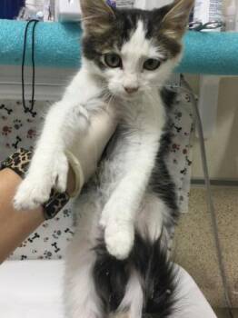 THUMBSUP -  Domestic Long Hair Cat for Adoption in Riverside, California - THUMBSUP | PetCurious