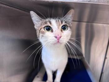 A2082459 -  Domestic Short Hair Cat for Adoption in Houston, Texas - A2082459 | PetCurious
