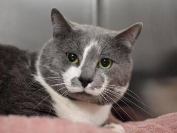 Domestic Short Hair Cats Available for Adoption - Jr | PetCurious