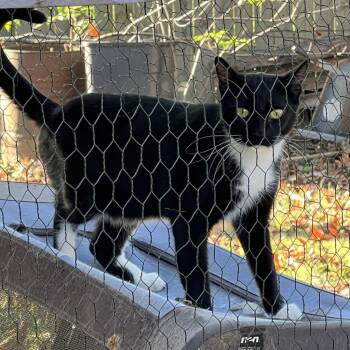 Rescue Domestic Short Hair Cats for Adoption in Atoka, Tennessee - Binx - Barn/Working Cat | PetCurious